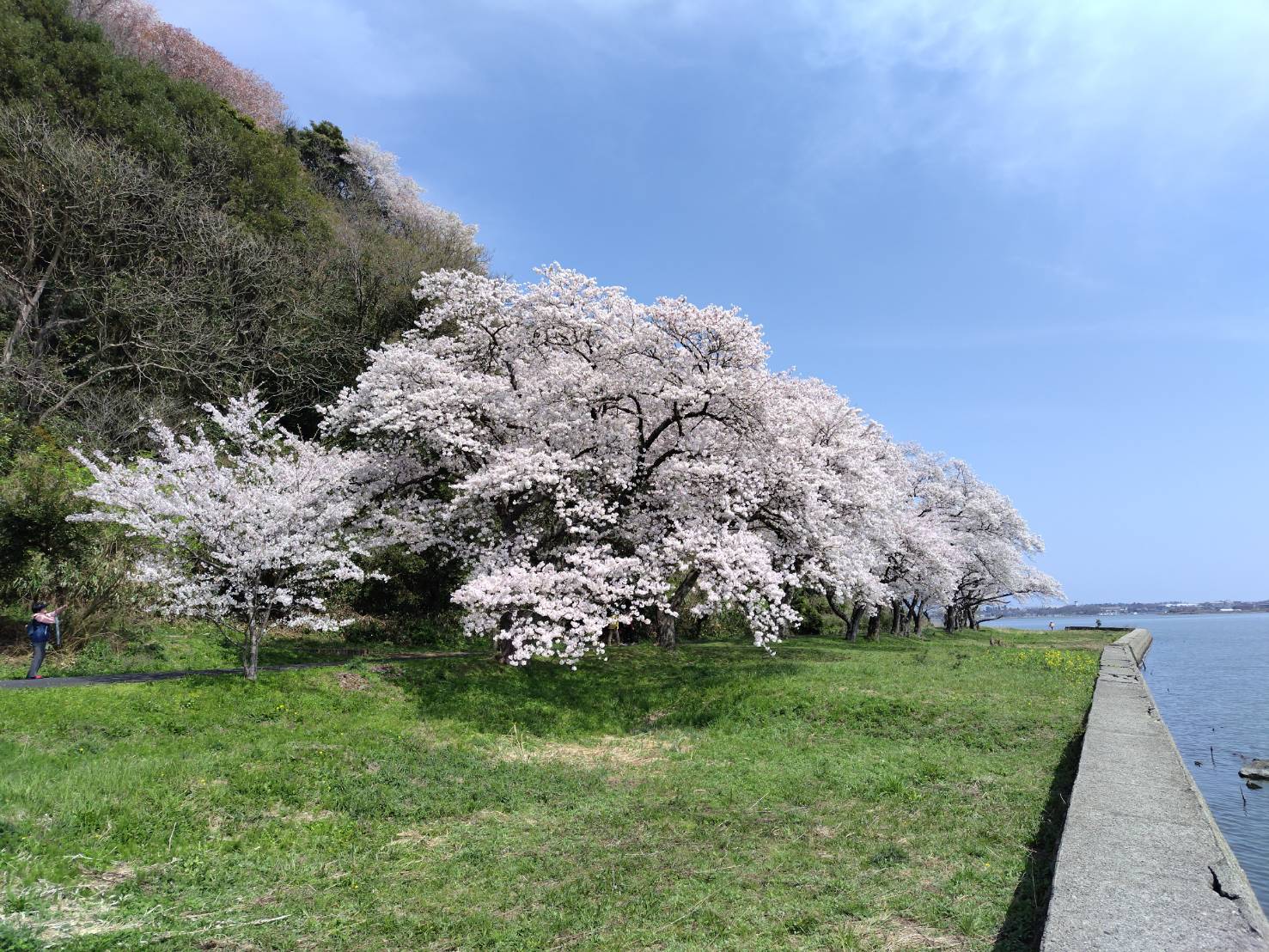 🌸青島公園桜開花状況 - 湖山池公園