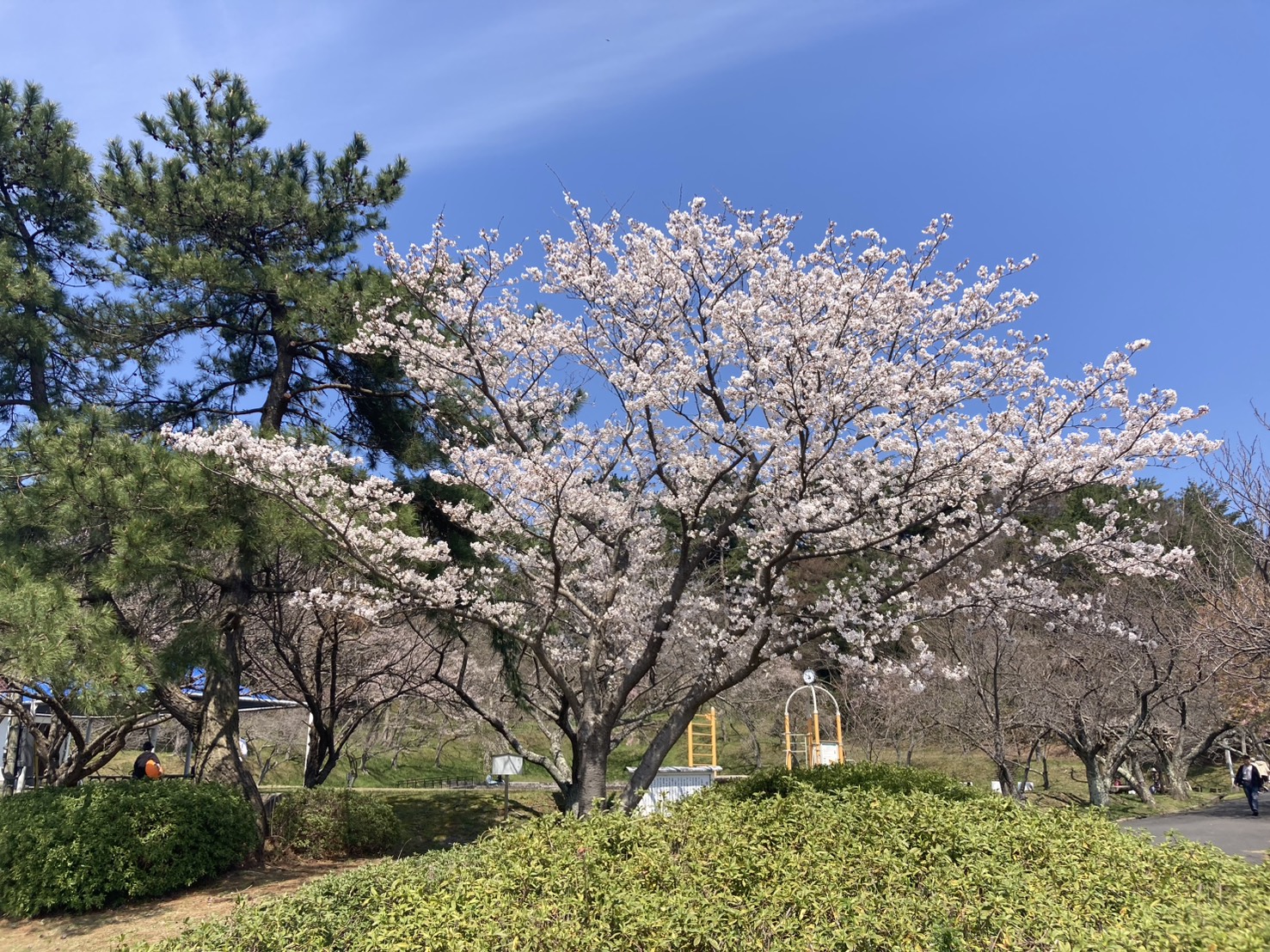 🌸青島公園の桜 - 湖山池公園